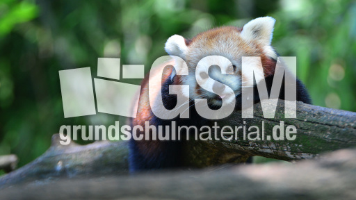 Kleiner_Panda (4).jpg